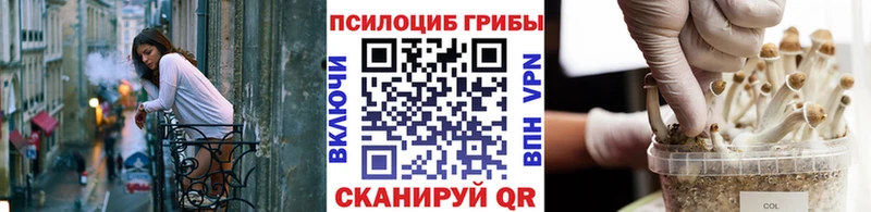 Галлюциногенные грибы Psilocybine cubensis Карачаевск
